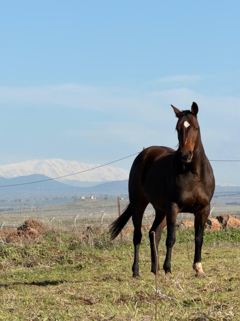 F Ranch, נטור