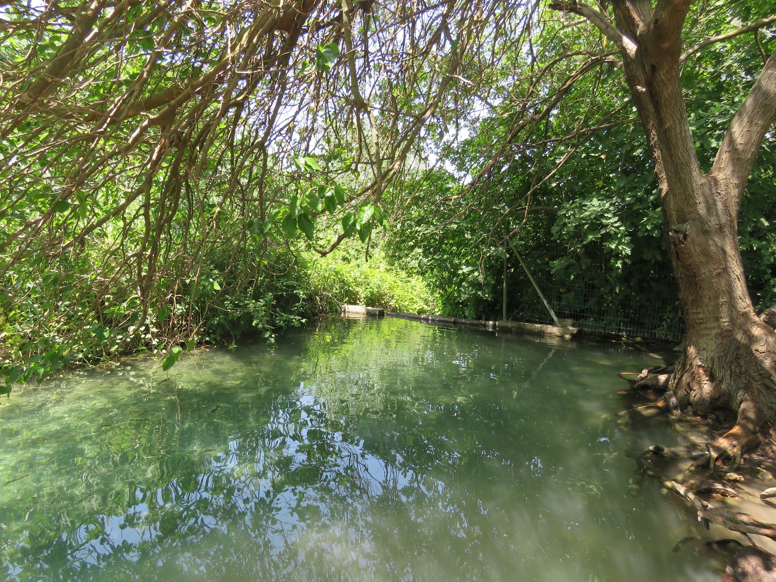 בריכת מים בין עצים בשמורת עין תאו