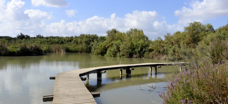שביל עץ מעל מים בשמורת טבע עין אפק