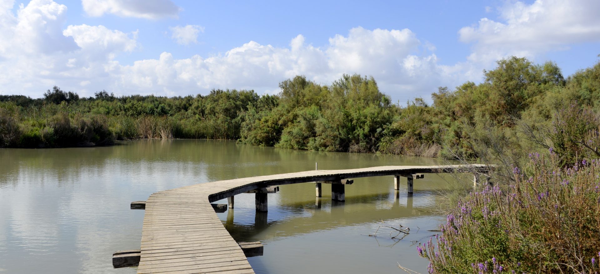 שביל עץ מעל מים בשמורת טבע עין אפק